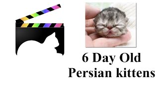 6 Day Old Persian Kittens by Alchemist Persians 309 views 1 year ago 1 minute, 53 seconds