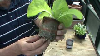 Making and Using Newspaper Pots