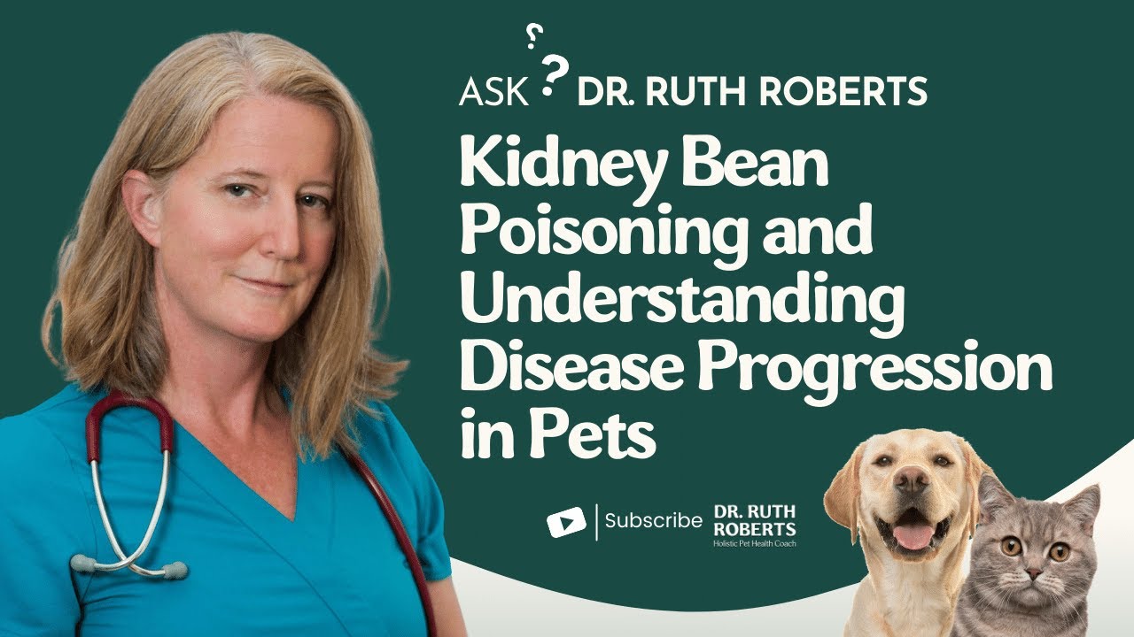 Kidney Bean Poisoning and Understanding Disease Progression in Pets Ask Dr. Ruth Roberts YouTube