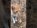 red cat meows in the forest