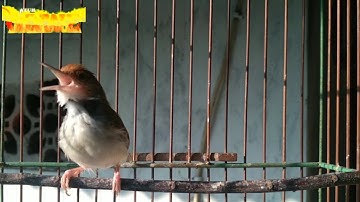Masteran prenjak lumut gacor full tembakan variasi