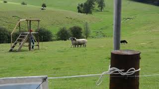 Robert Ellis - Spot (2017 International Sheep Dog Trials. Qualifying. Score of 350.)