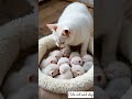 So cute kitten and mum