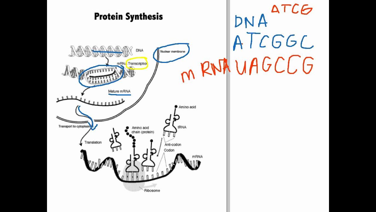 Protein Synthesis YouTube