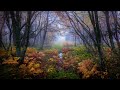 Free No Copyright Relaxing Autumn Rain Woods Fog Water Puddle Plants Foliage Background Screensaver