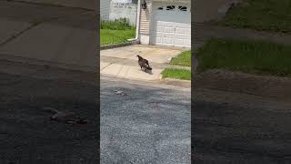 Vulture eating dead squireel on a Street.