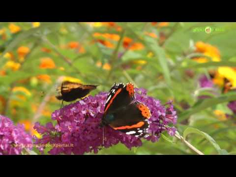 Video: Ar galite valgyti drugelių žirnių žiedus?