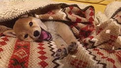 Shiba Inu Ringoro Youtube
