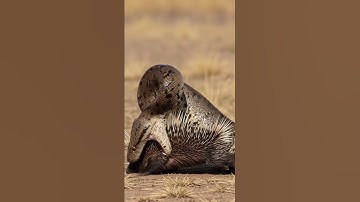 Giant Python vs Porcupine Nature