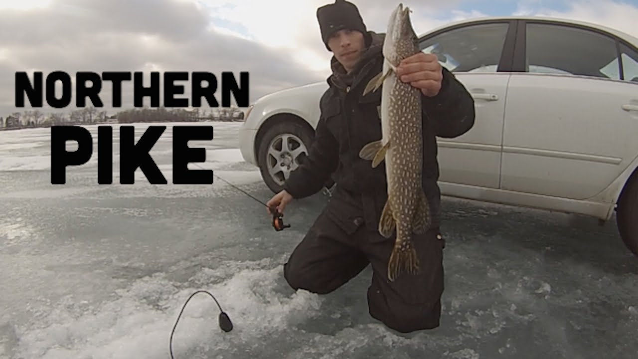 Minnesota Ice Fishing 2015 Northern Pike Bites my finger! YouTube
