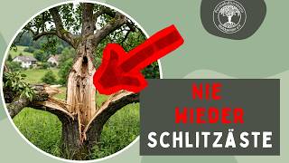 Klapp- & Senkschnitte / Wie man ganze Äste vor dem Ausbrechen bewahrt