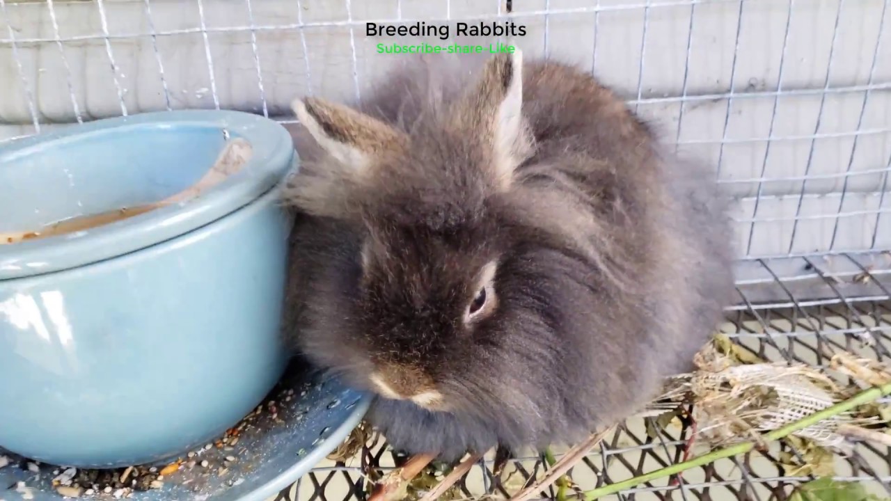 Breeding Rabbits Lionhead Pair - YouTube