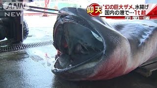 大きすぎて 幻の巨大ザメ メガマウスが水揚げ 16 04 15 Youtube 大きすぎて 幻の巨大ザメ メガマウスが水揚げ 16 04 15 Youtube
