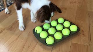 The Muffin Tin Game - Mental Enrichment for Your Dog