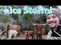 Farm chores during historic OK ice storm!