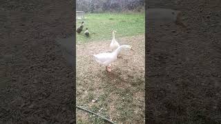 gage \u0026 gul vid 🦢