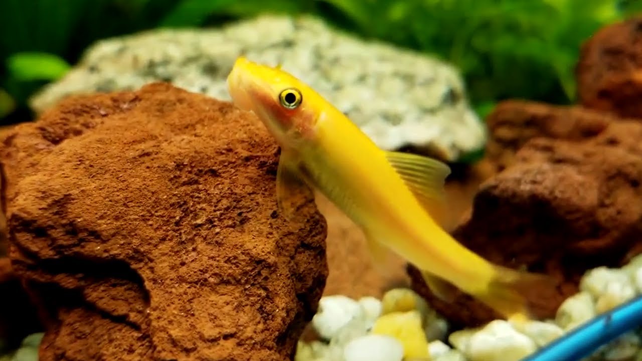 10 Jenis Ikan Hias pemakan lumut yang bisa membersihkan aquarium - YouTube