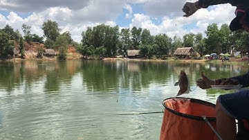 Câu phi hồ cá tra!!!! Long hồ tân uyên bình dương!! May mắn ko bị tét đầu@@