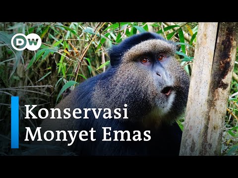 Rwanda Selamatkan Populasi Golden Monkey dengan Ekowisata