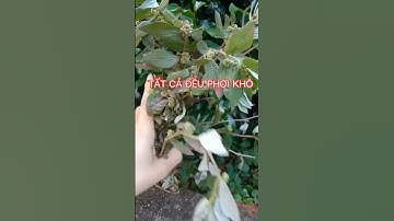 Công dụng cỏ sữa, cỏ xước, cây gáo #shorts #thanhdongvlog