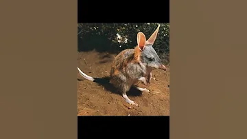 Свиноногий бандикут