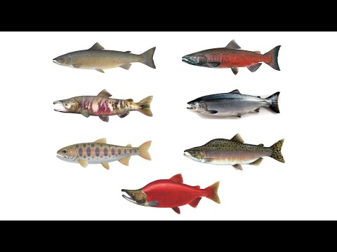 Video: Salmon fish. Types of salmon and their description