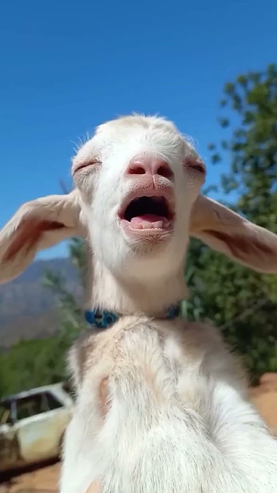 Terpingkal kambing lucu tertawa #goat #kambing #mbek