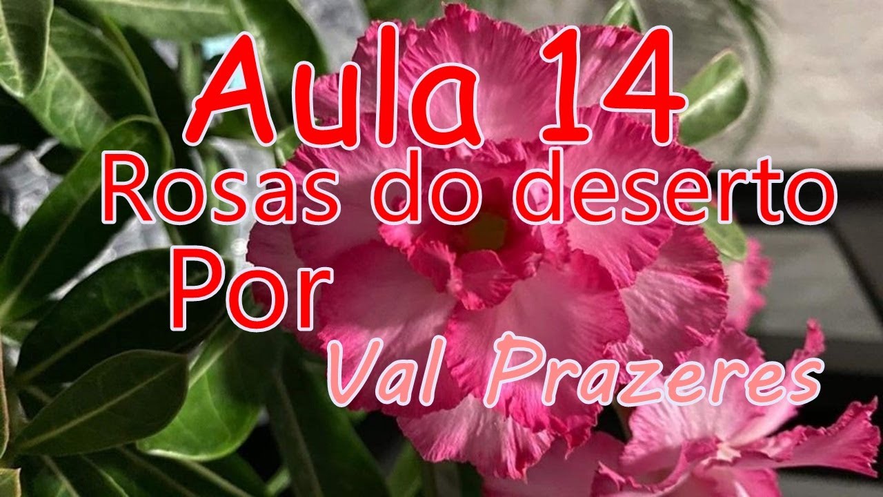 Pintura de rosas do deserto, aula 14