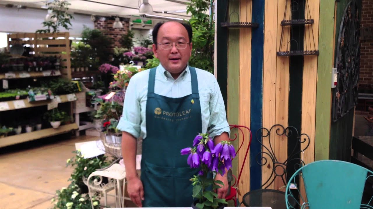 青花 ホタルブクロの育て方 日常管理 Youtube