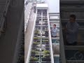 Pineapple Sugar Sorting Machine #machine