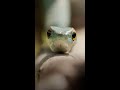 Understanding Green Mambas