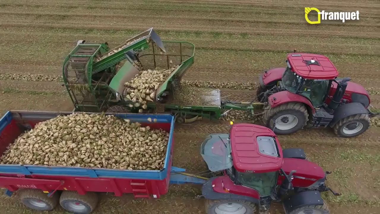 حصاد بنجر السكر