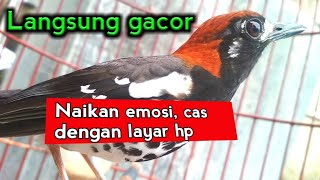 Mudahnya bikin emosi anis kembang dengan video ini