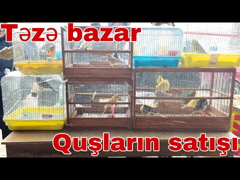 Video: Yeni doğulmuş oğlan uşağı olan ananı təbrik edirik. Bu hadisə üçün nə vermək lazımdır?