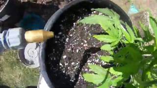 How to transplant cannabis into very large pots.Complete re-potting of my Super Sour Diesel plant.