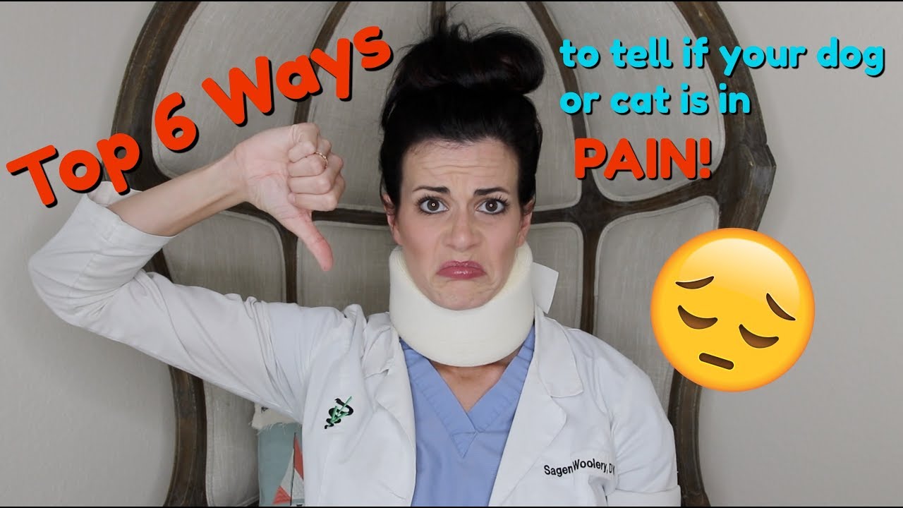 How to tell if your Dog or Cat is in Pain? Top 6 ways-- Dr. Sagen!