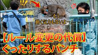 【パンチくん🐵】【4K】【新ルール2日目】やつれたパンチ君…。心配でたまらない2人のパパ｜市川市動植物園 #パンチくん #punch