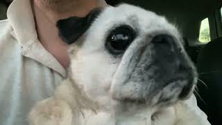 Carmela loses her patience waiting for mum | Carmela the pug