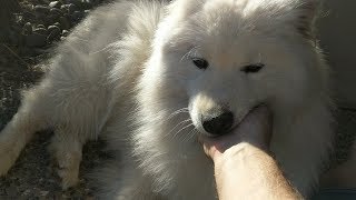 Samoyed Love In The Afternoon Sun by Samoyed Life 3,856 views 5 years ago 2 minutes, 9 seconds