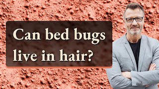 Can bed bugs live in hair?