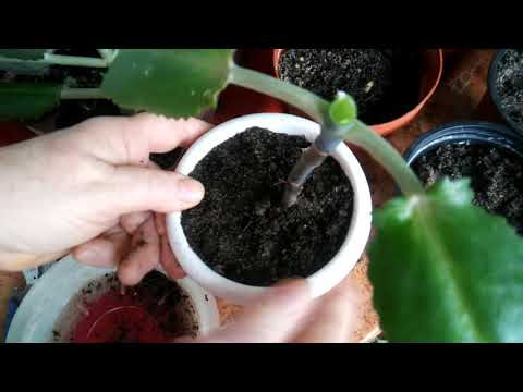 Video: Kalanchoe Degremont: tavsifi, parvarishi, shifobaxsh xususiyatlari