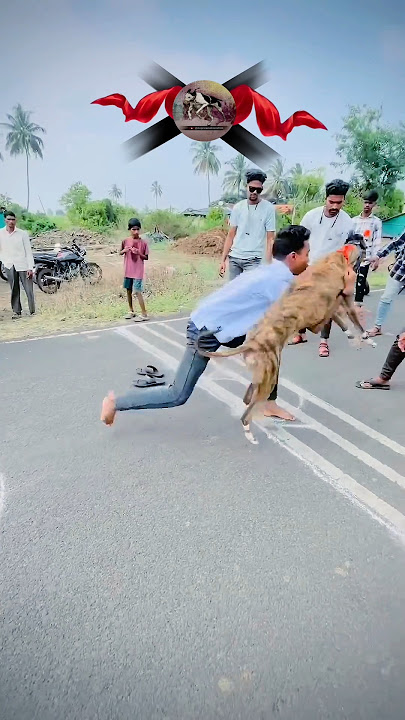 Dog race kolhapur🚀😱 || kolhapur dog racing / dog race maharashtra || #shorts #arfyads #dograce