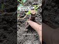 potong akar dominan #bonsai #bonsaiiprik #belajarbonsai #caraperawatanbonsai #semuaorang