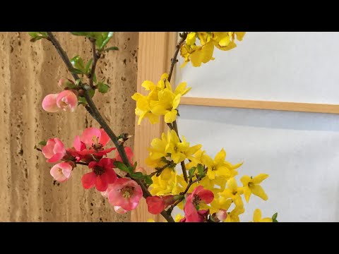 シアトルで楽しむ茶花-2021年4月 / Chabana in Seattle - April 2021