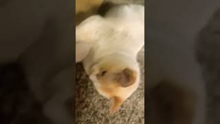 #pilk #beans #baby #harry #poop #stinky #feet #catvideos #kitten #bugger