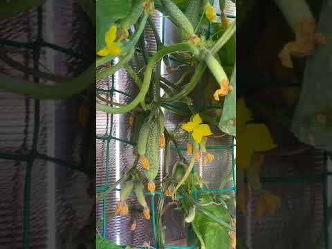 Видео: Падение плодов тыквы - Причины, по которым тыквы падают с лозы