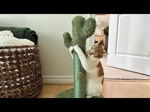 Cat Product Unboxing - Part 1 - Cactus Cat Scratcher  | CatManJohn -  YouTube
