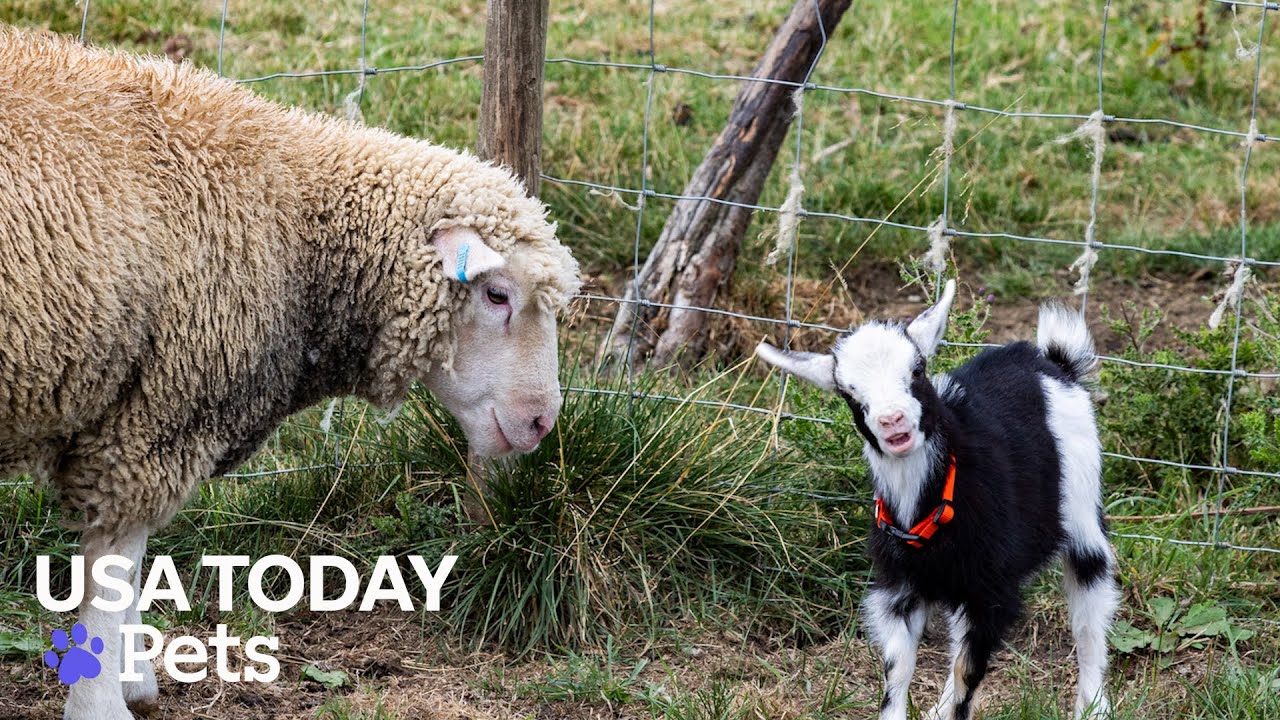 Бордер-колли стали приемными родителями для крошечной, заброшенной козочки
