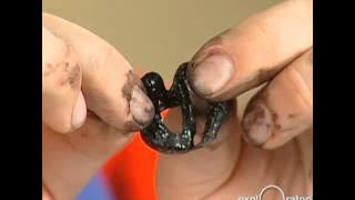 Cow's Eye Dissection I Exploratorium