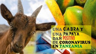 ¡Increíble! Una cabra y una papaya dan positivo de corona-virus en Tanzania